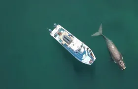 Whale Watching Tour in Gansbaai with Expert Guides
