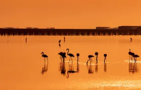 Birdwatching on the Ebro Delta in Catalonia
