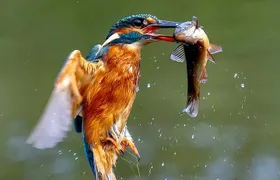 3-Day Private Birding Experience at Lake Bunyonyi