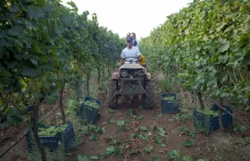Wine Tasting Experience in Valle d'Itria