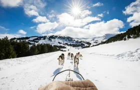 Mushing Experience in Grau Roig