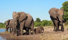 3 Days National Park Safari Trail