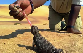 Living Dunes Experience from Swakopmund