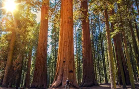 Sequoia and Kings Canyon National Park self-guided driving audio tour