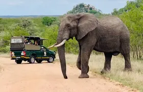Kruger National Park Full Day Private safari 