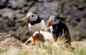 Hike to the wonder world of Látrabjarg