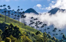 Full-day tour to Filandia, Salento and Cocora Valley from Armenia