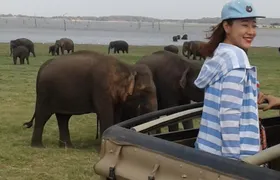 Minneriya National Park private safari 