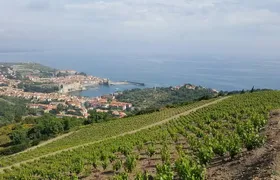 Walks in the heart of the secret vineyards around Collioure, tastings