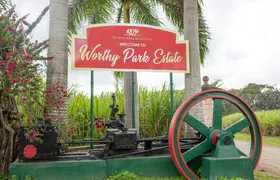 Adults‑only Worthy Park Estate rum tour