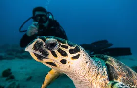 Introduction diving at Coral Reef with Instructor - 40 minutes