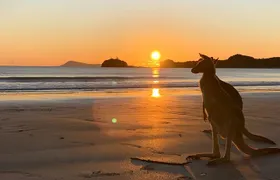 Beach Sunrise with the Wallabies