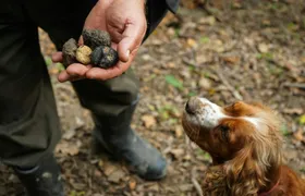 Truffle hunting and tasting in San Gimignano with lunch