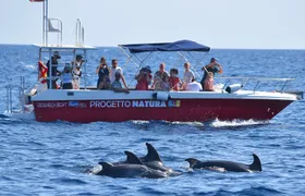 Alghero - Dolphin Watching and Guided Snorkeling (summer tour)