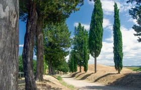 Tuscany Tour from Florence: Small Group Villages, Wine & Cooking Lunch