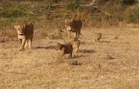 3 Days Serengeti & Ngorongoro Group Camping Safari