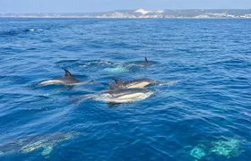 Sesimbra: Arrábida Dolphin and Whale Watching tour with biologist
