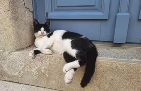 Cats of Cres walking tour of the Old Town and hidden heritage