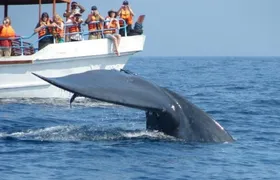 Mirissa Whale Watching Tour From Hikkaduwa
