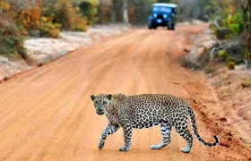 Wilpattu National Park Jeep Safari from Negombo / Waikkal (All Inclusive)