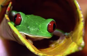 Manuel Antonio National Park Night Tour with transport