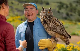 Experience Raptors and Falconry in Reno