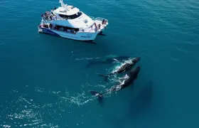 Hervey Bay Whale Watching Experience