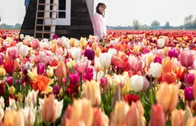 Tulip Experience Amsterdam with Museum and Tulip Show Garden
