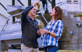 Temecula Valley Wine Tour with Tastings & Lunch Included