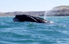 Tour of Pirámides Port and boat experience in Puerto Madryn