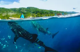 Full-day Oslob whale shark and canyoneering adventure