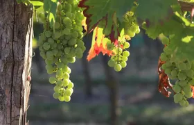 From Nantes - Vineyard of Nantes in Minivan - Half day