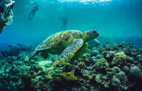 Full-day Oslob whale shark and Kawasan falls with Moalboal island hopping