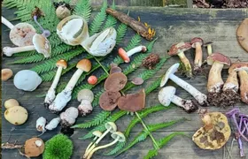 Mushroom foraging guided hike in Saarbrücken