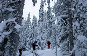 Private classic snowshoeing tour in Levi