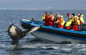 Húsavík whale safari and Puffin Island RIB boat tour