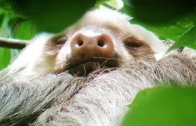 Tenorio Volcano National Park Hiking Tour with Sloth Encounter