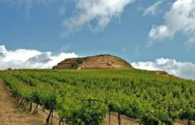 Crete Wine and Olive Oil Tour