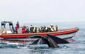 Big Whales & Puffins RIB boat tour from Húsavík