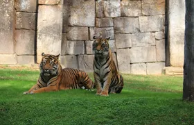 Tickets for Bioparc Fuengirola