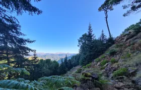 Private Hiking with transfer |  Bosque de Pinsapos "Sierra Bermeja"