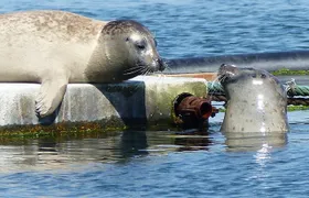 Zeeland seal Beach safari NL/DE