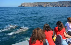 Boat tour with dolphin watching in Sesimbra