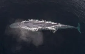 4 Hour Whale Watching Tour From Monterey