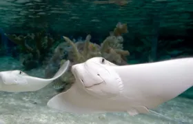 SEA LIFE Aquarium Kansas City entrance ticket