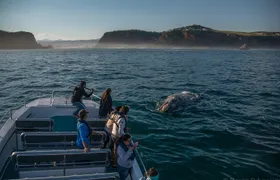Whale Watching Knysna - Close Encounter Experience Ocean Odyssey
