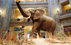 Smithsonian Museum of Natural History - Exclusive Guided Tour 