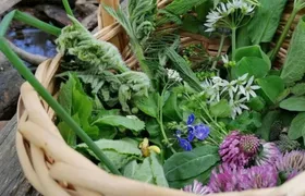 Wuppertal wild plant foraging guided walking experience
