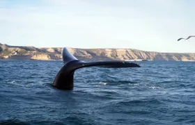 Boat private tour of Peninsula Valdes with Puerto Piramides visit