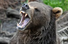 Sitka Scenic Tour
